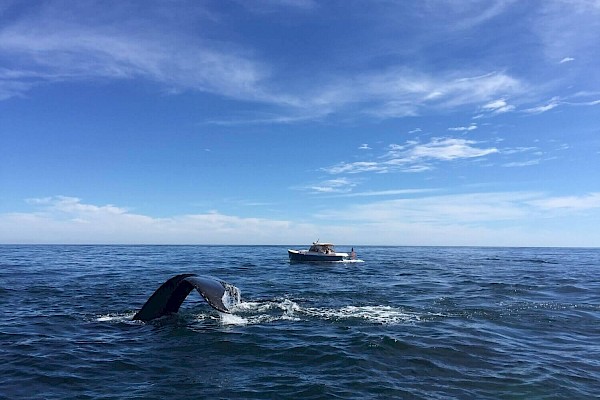 A whale's tail emerges from the ocean near a small boat under a clear blue sky.