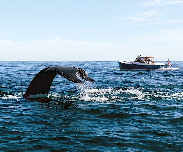 A whale&rsquo;s tail emerges from the ocean near a small boat with people aboard, cruising under a clear blue sky.