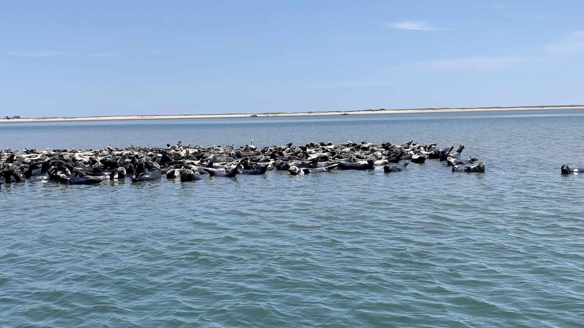 A large group of seals is resting on the water's surface near a sandy shoreline under a clear blue sky.