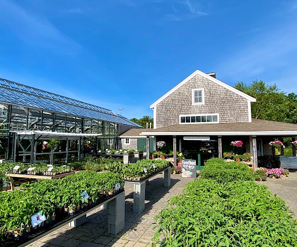 An outdoor plant nursery with various plants displayed on tables, alongside a greenhouse and a building under a clear blue sky.